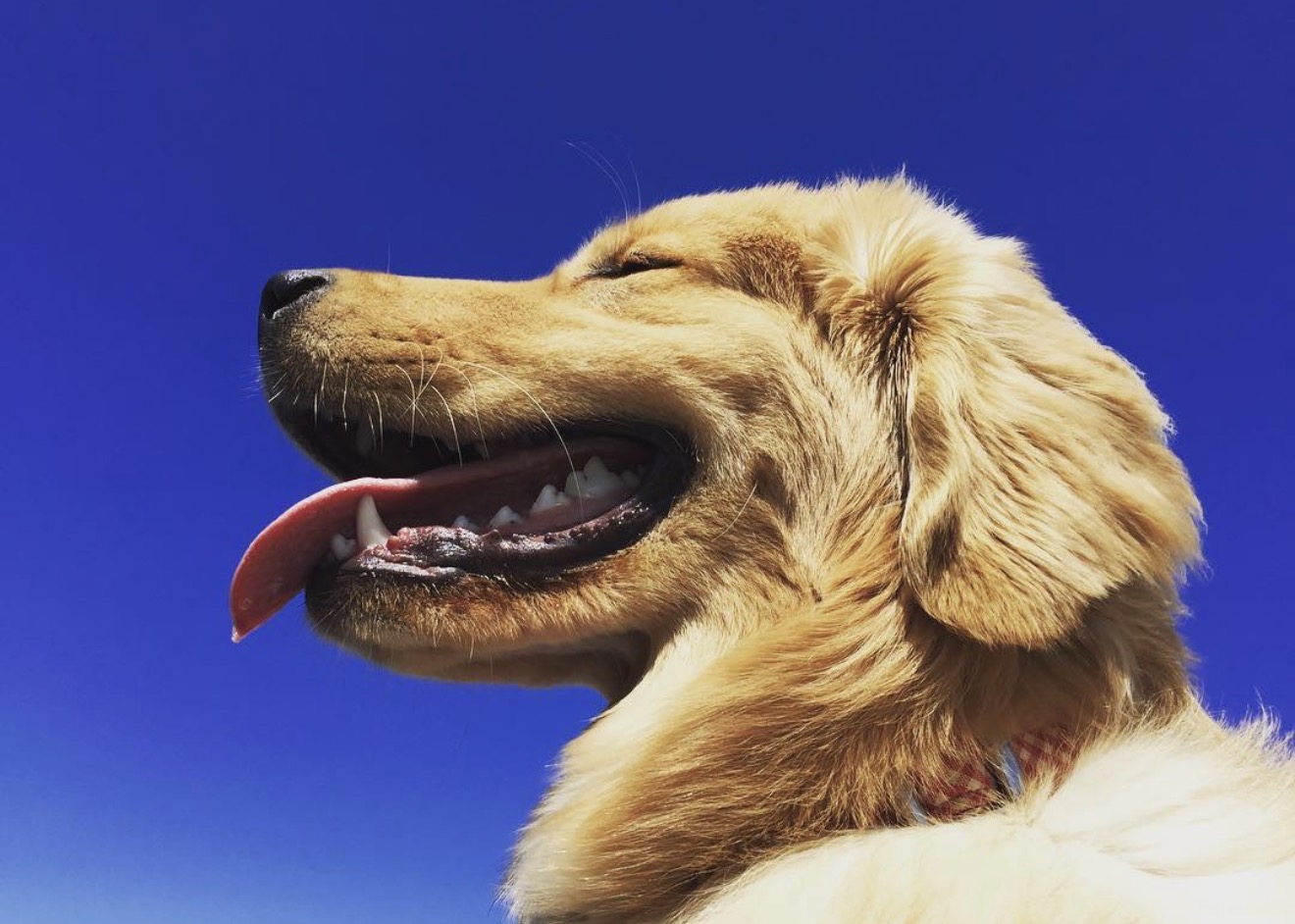 Lucca the golden retriever