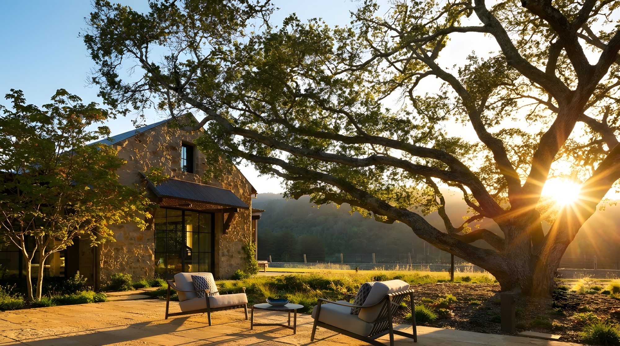 Golden-hour light through a California oak